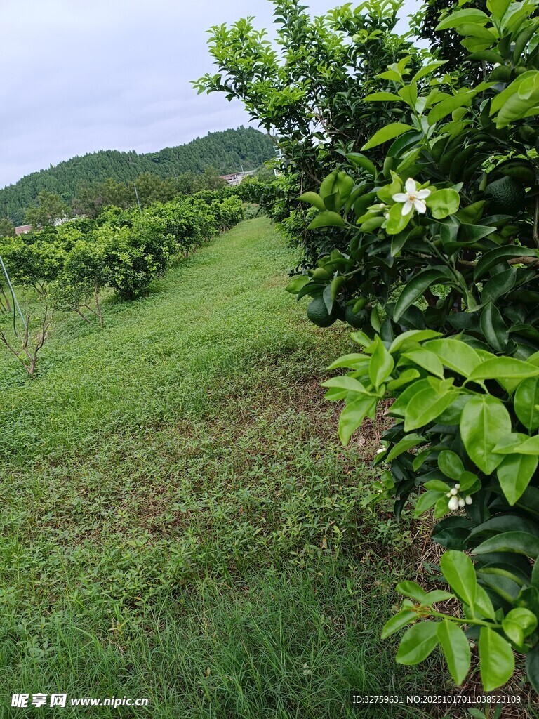 绿意盎然的柑橘种植园