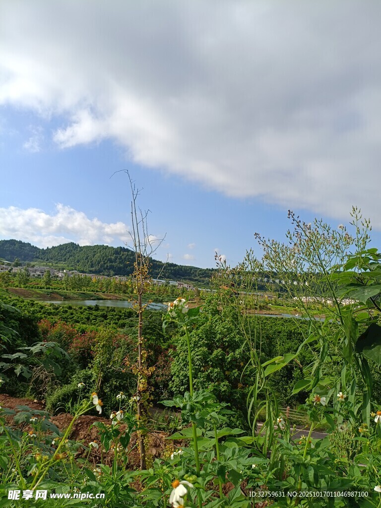田园风光中的繁茂绿植