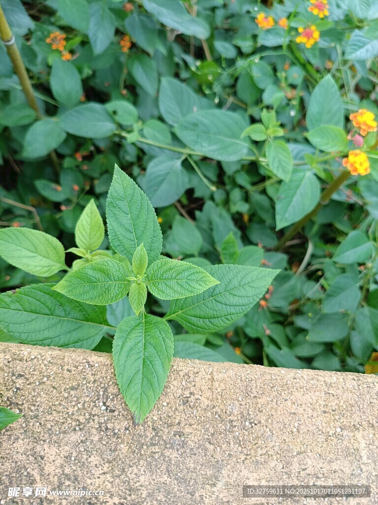 绿叶黄花植物近景