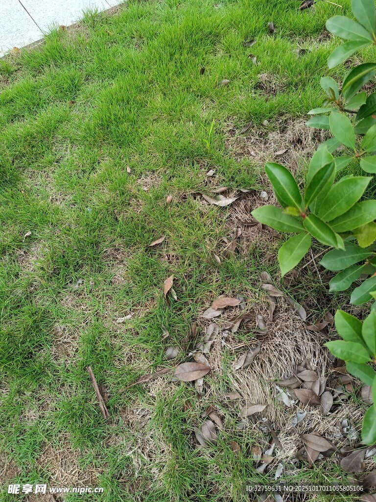 草地旁的绿植景观