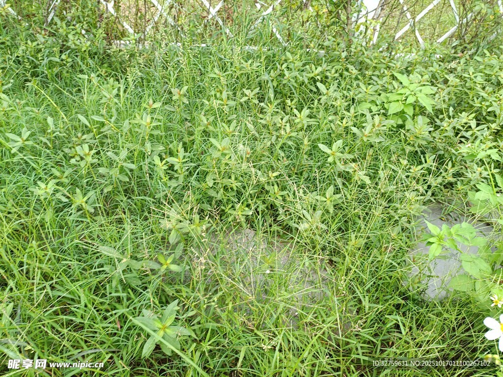 翠绿草地