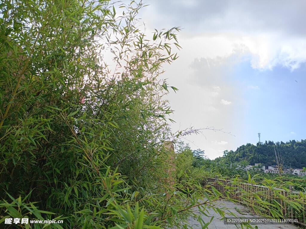 野外繁茂绿植与开阔天空