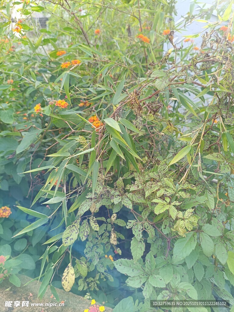 绿叶间的橙色果实