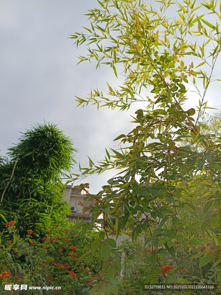 绿意盎然的自然植物景观
