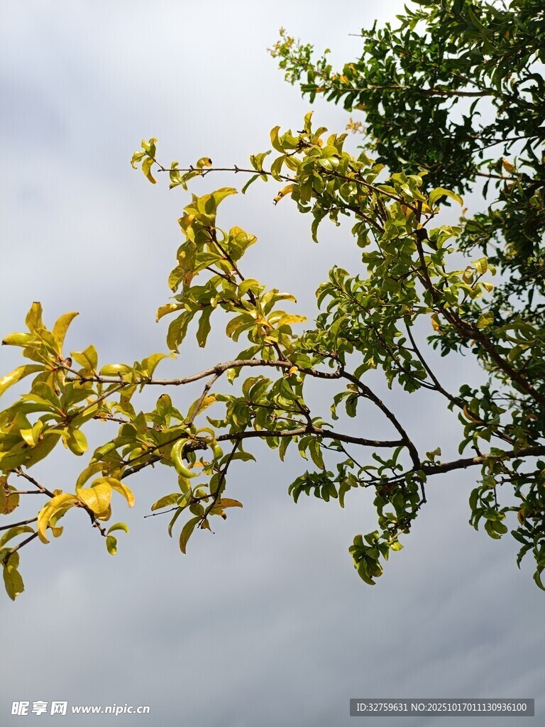 枝头嫩叶映灰蓝天空