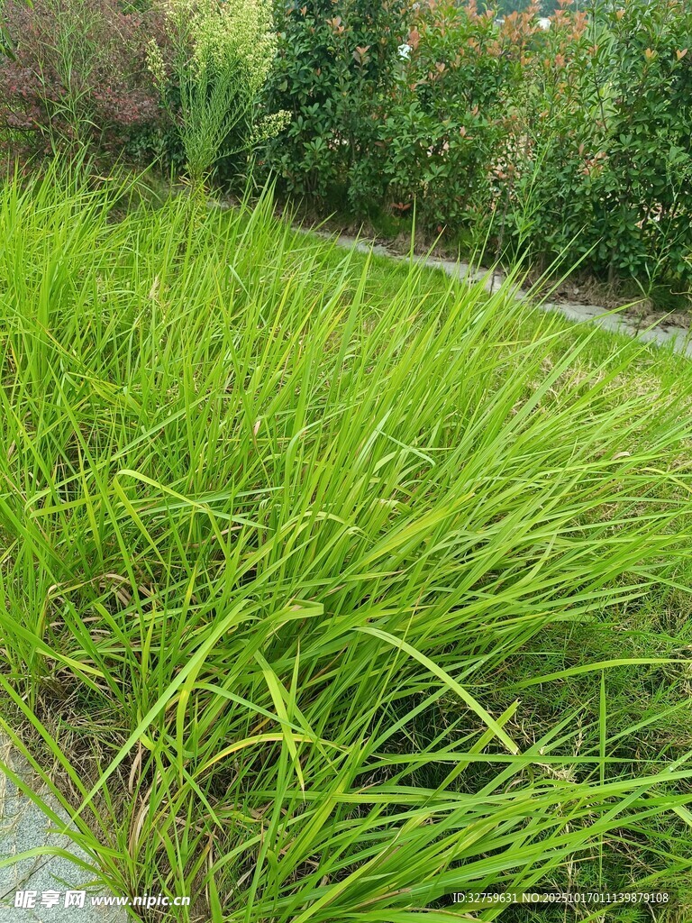 翠绿草丛