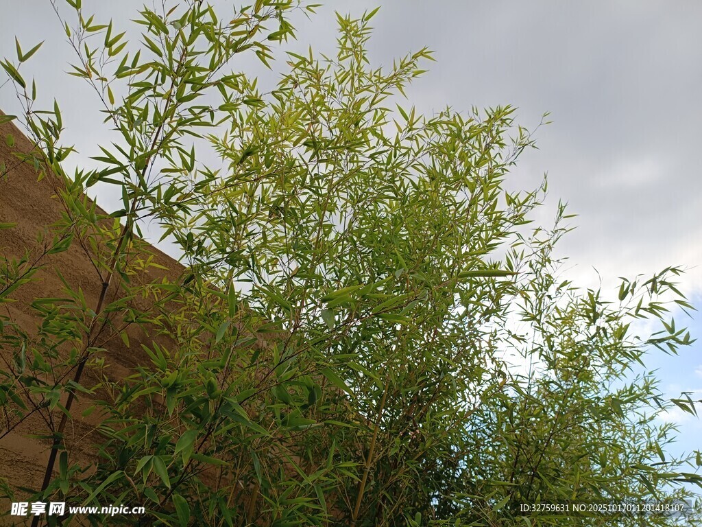 墙边翠绿竹子生机盎然