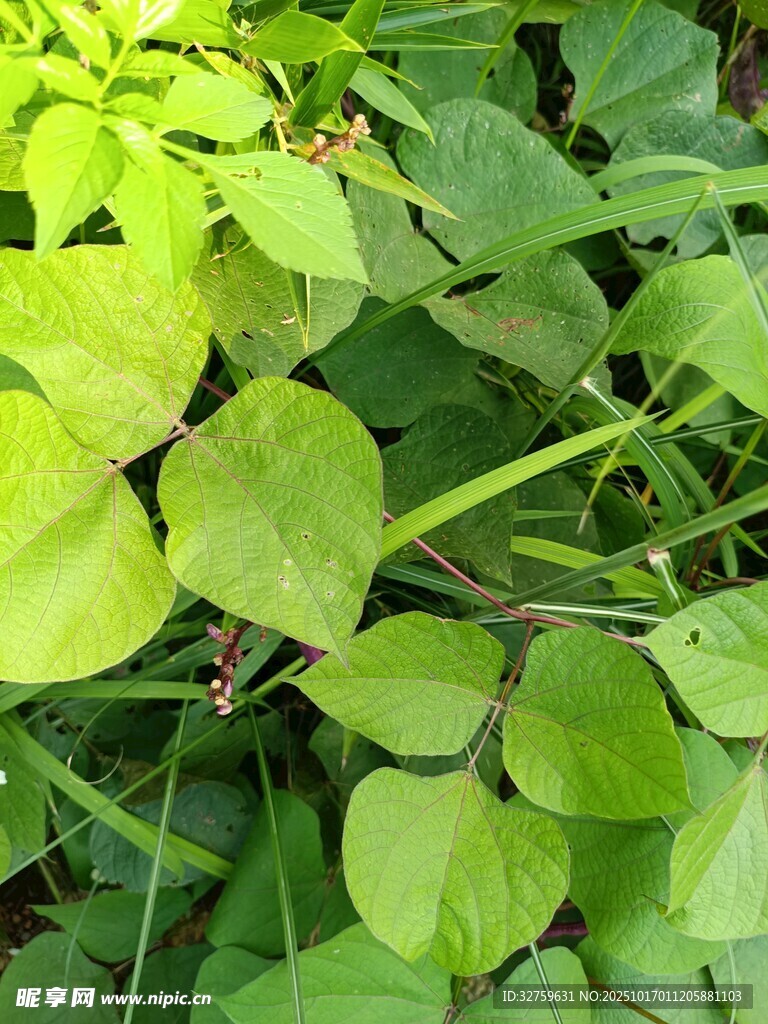 翠绿心形叶片植物特写