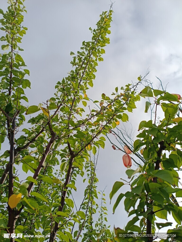 绿叶繁茂的果树