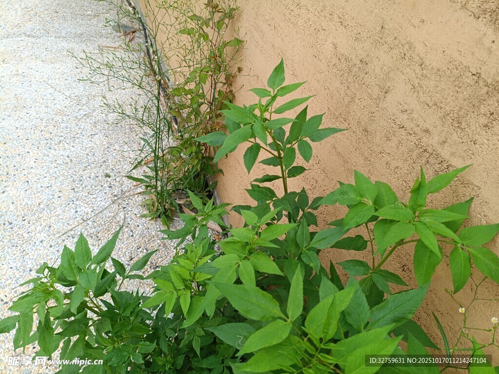 墙边蓬勃生长的绿色植物