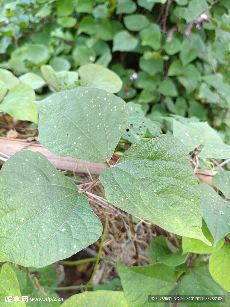 绿叶植物特写