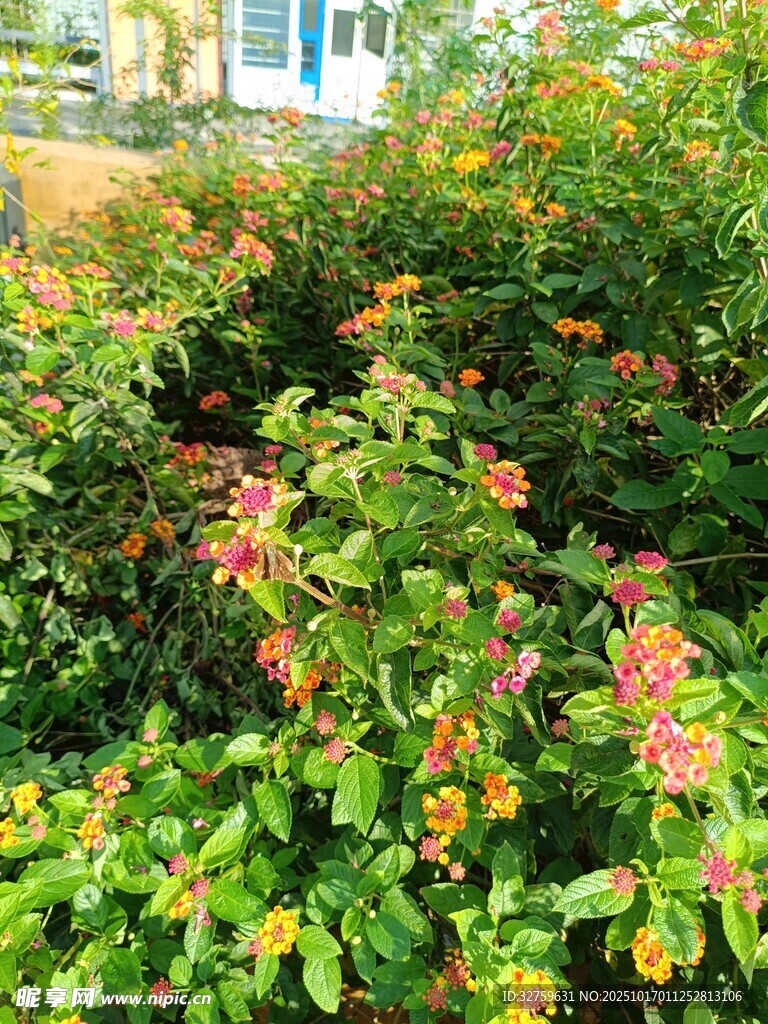 绿叶间的绚烂花卉