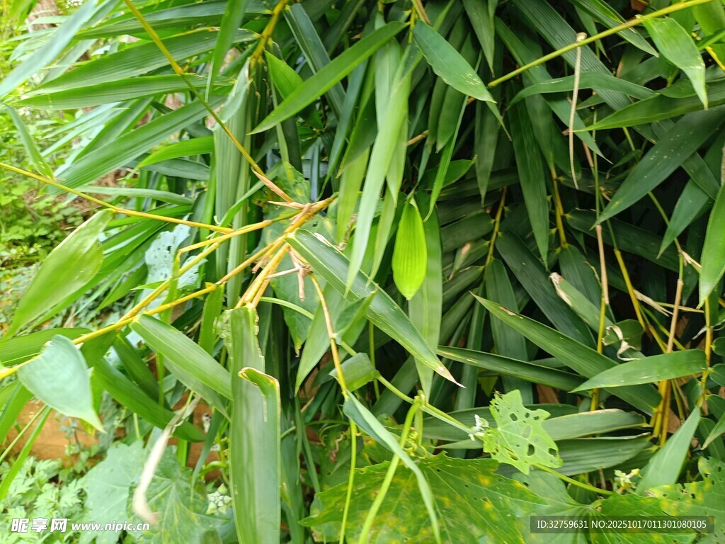翠绿繁茂的竹叶植物