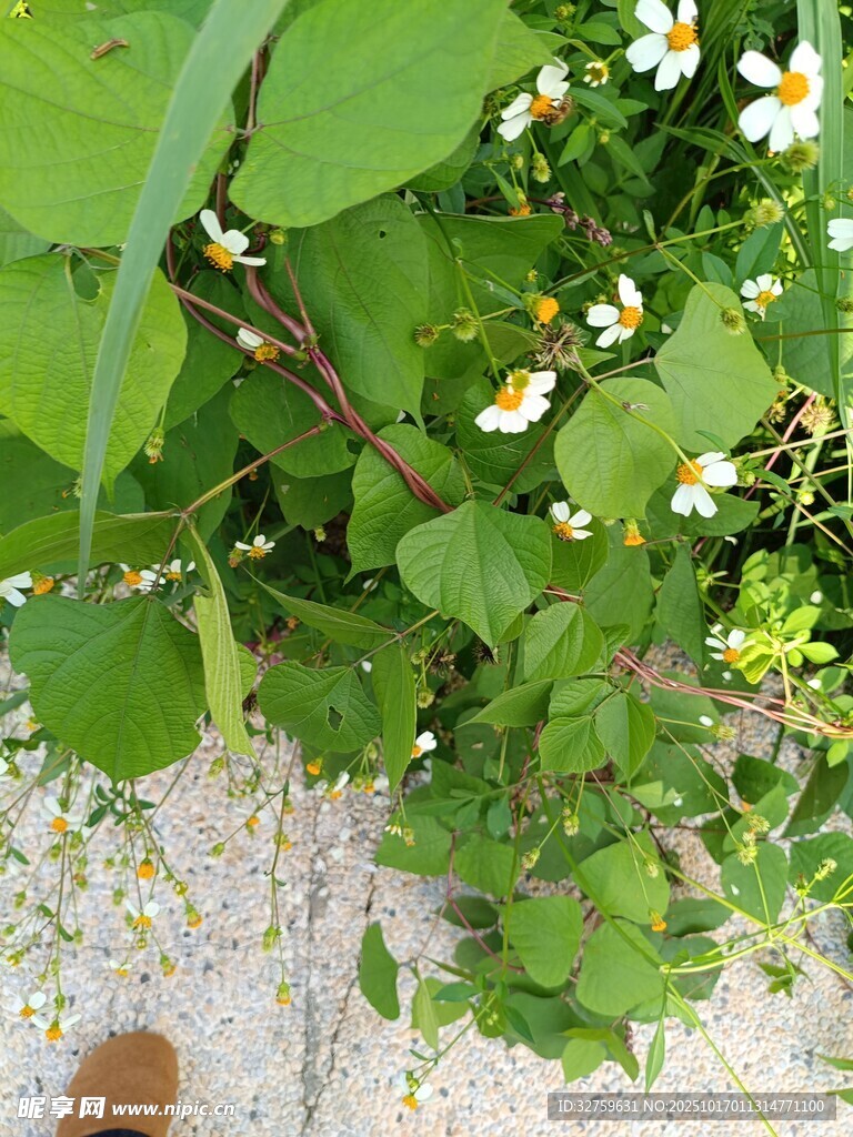 脚边绽放的清新小白花