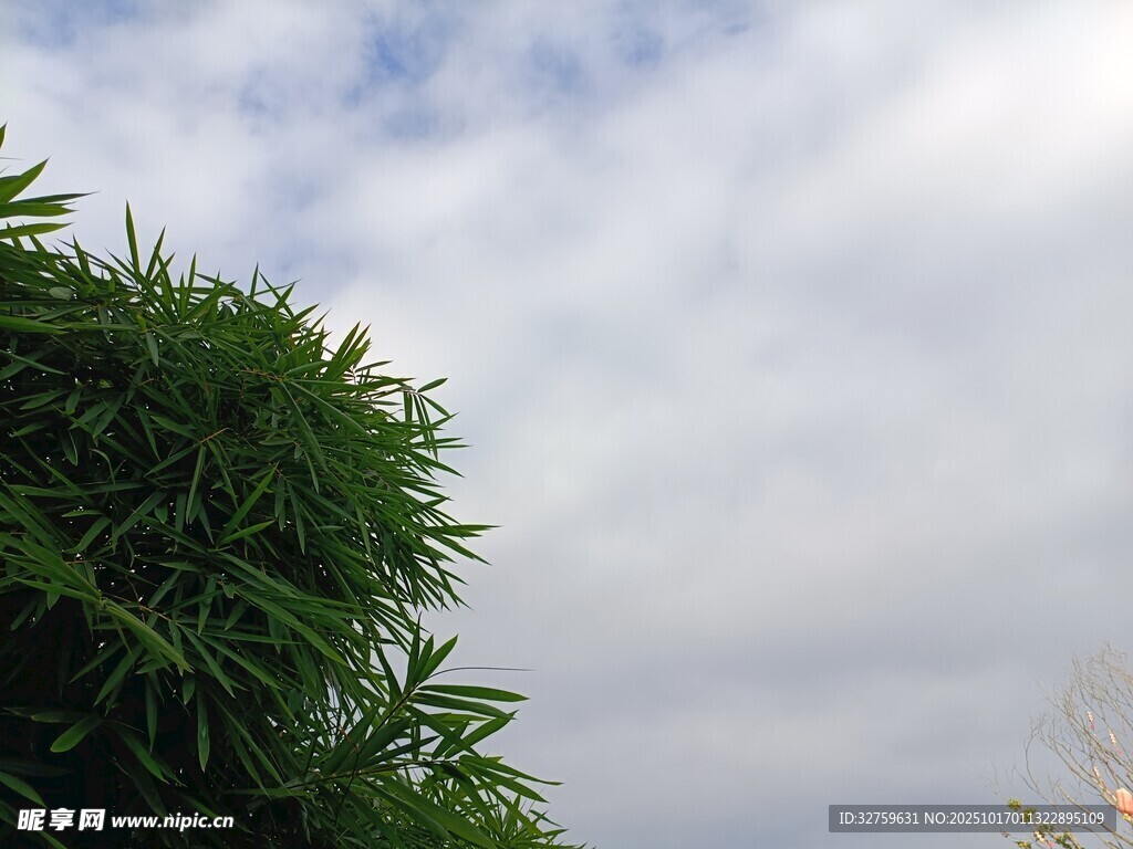 翠绿竹林与天空美景