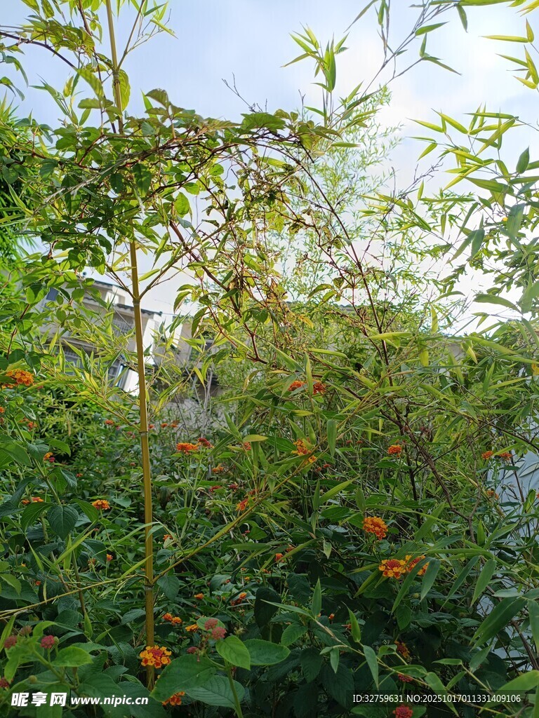 绿叶间的橙色果实景观