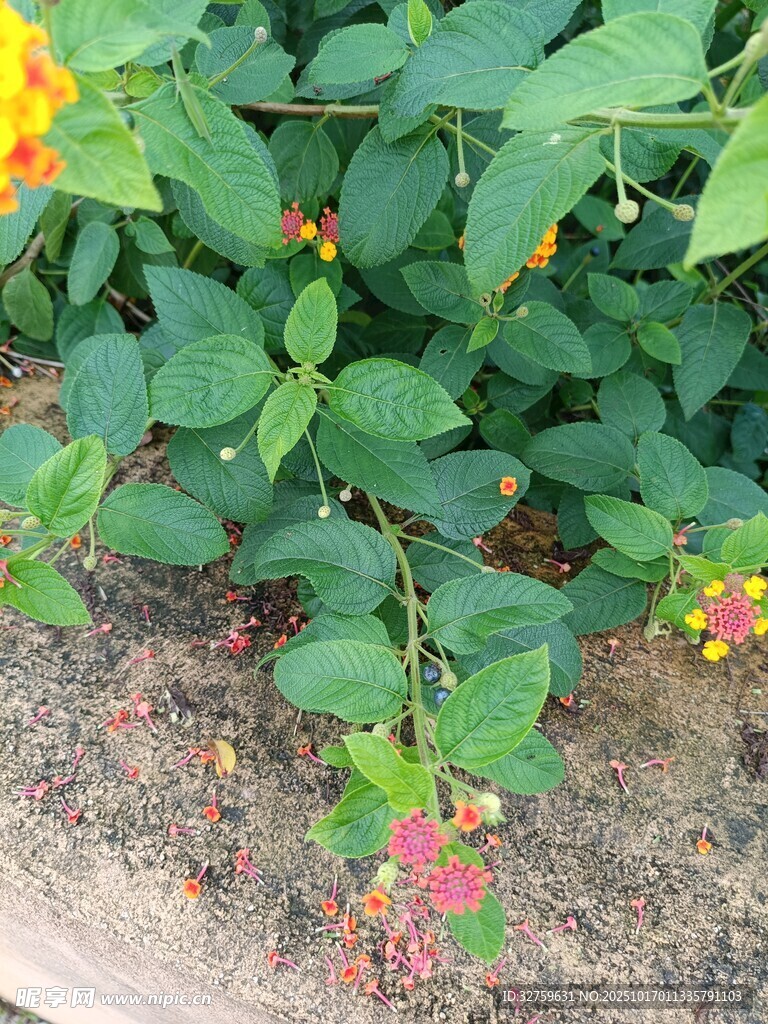 绿叶间的多彩小花
