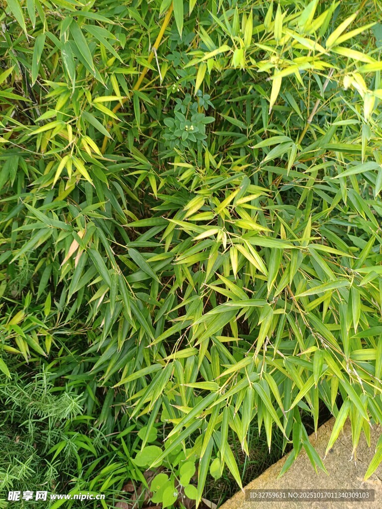翠绿竹叶丛生景观