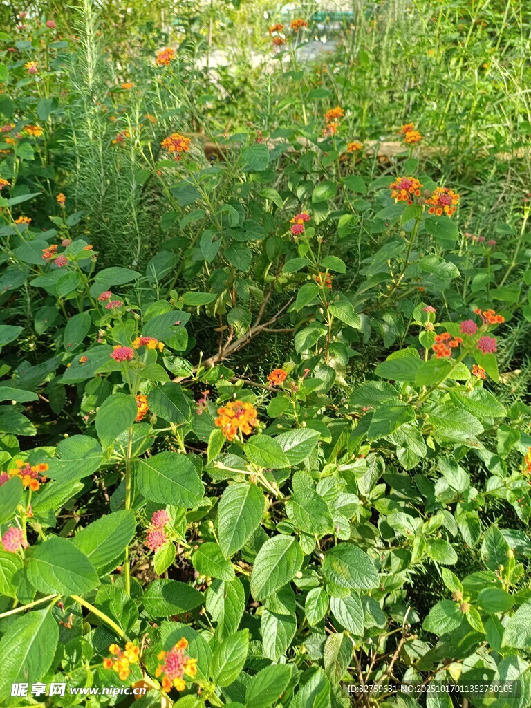 繁茂绿植间的橙色小花
