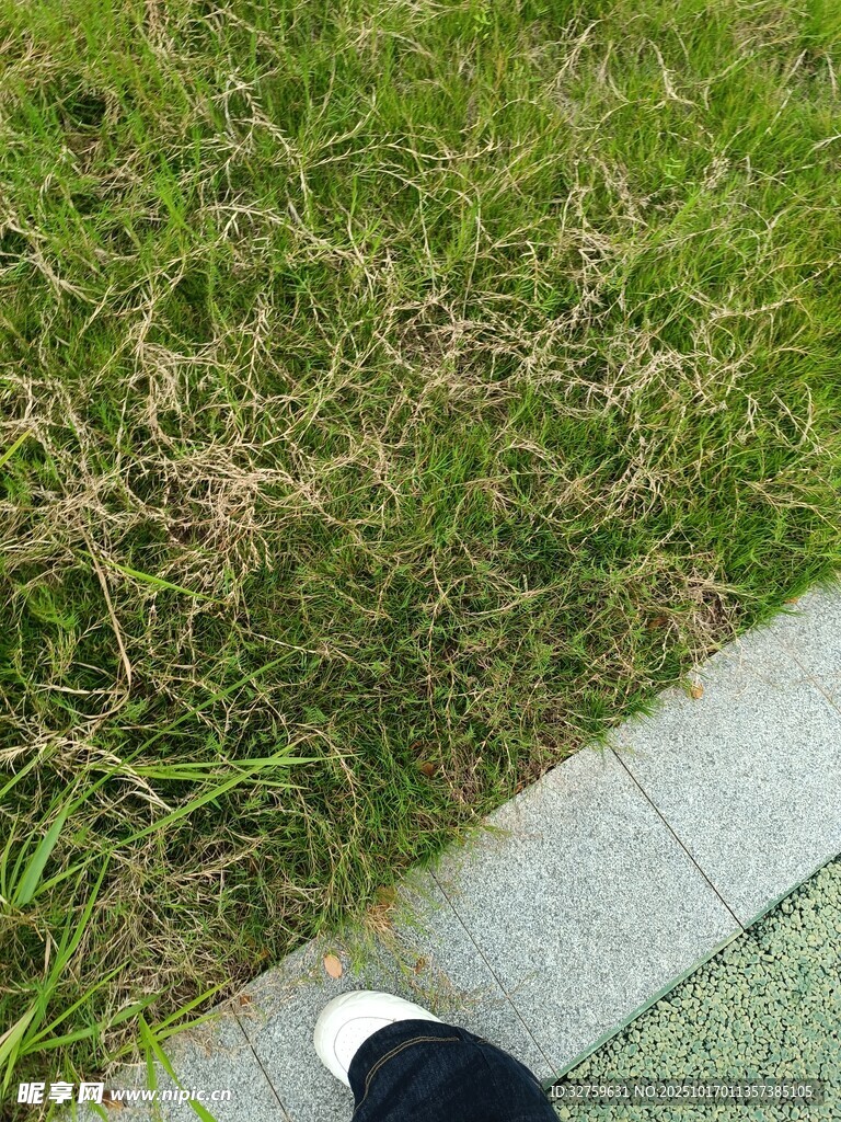 脚边的草地