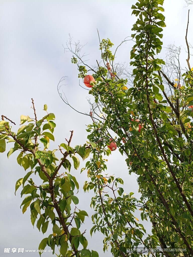 枝头硕果 
