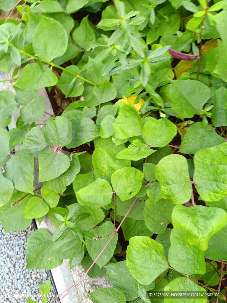 绿叶丛中的黄色小花