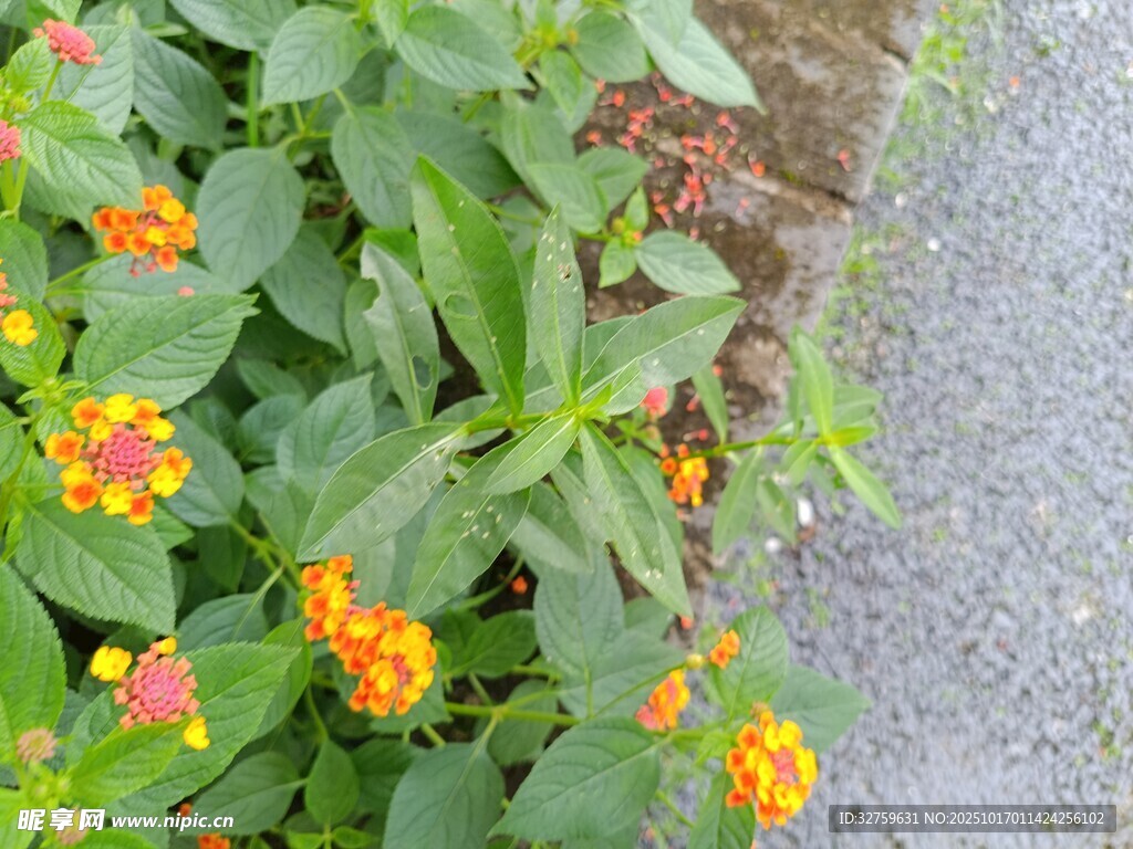 路边绽放的多彩小花
