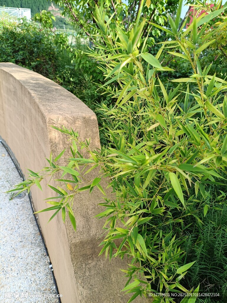 弧形石边的翠绿植物