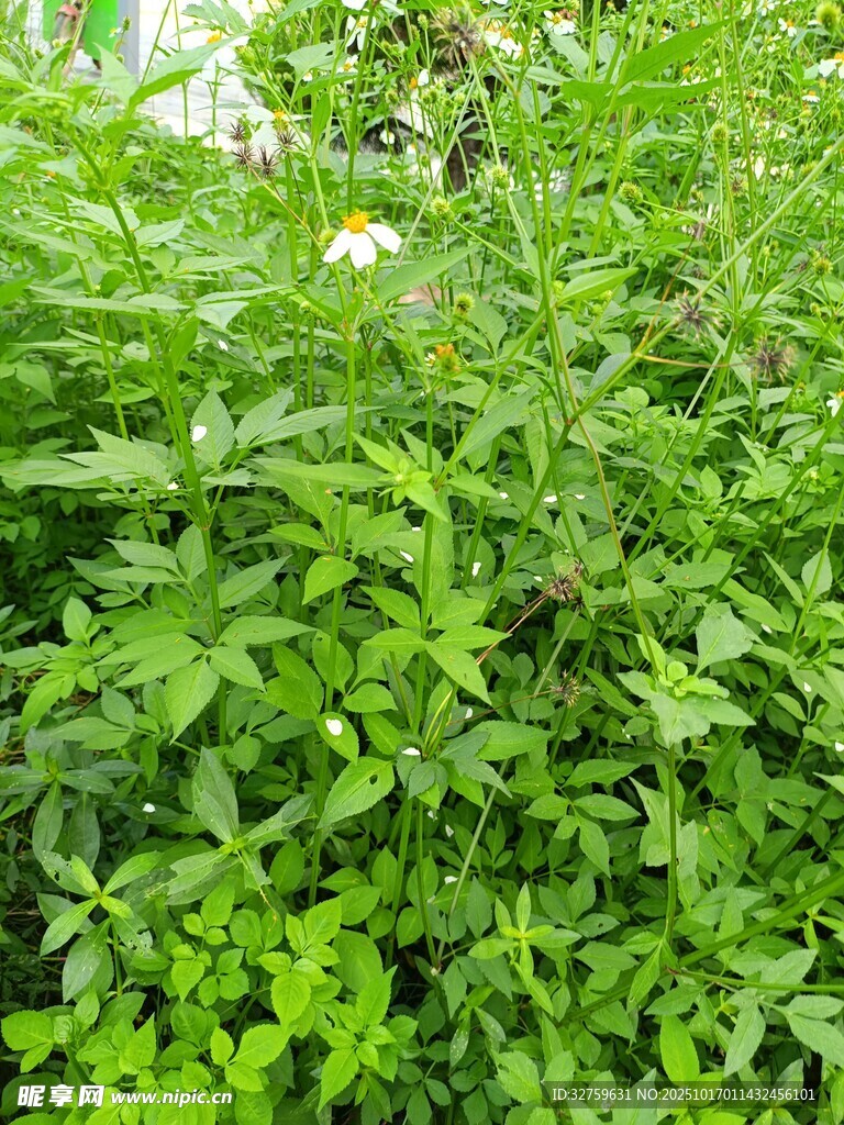 翠绿繁茂的植物景观