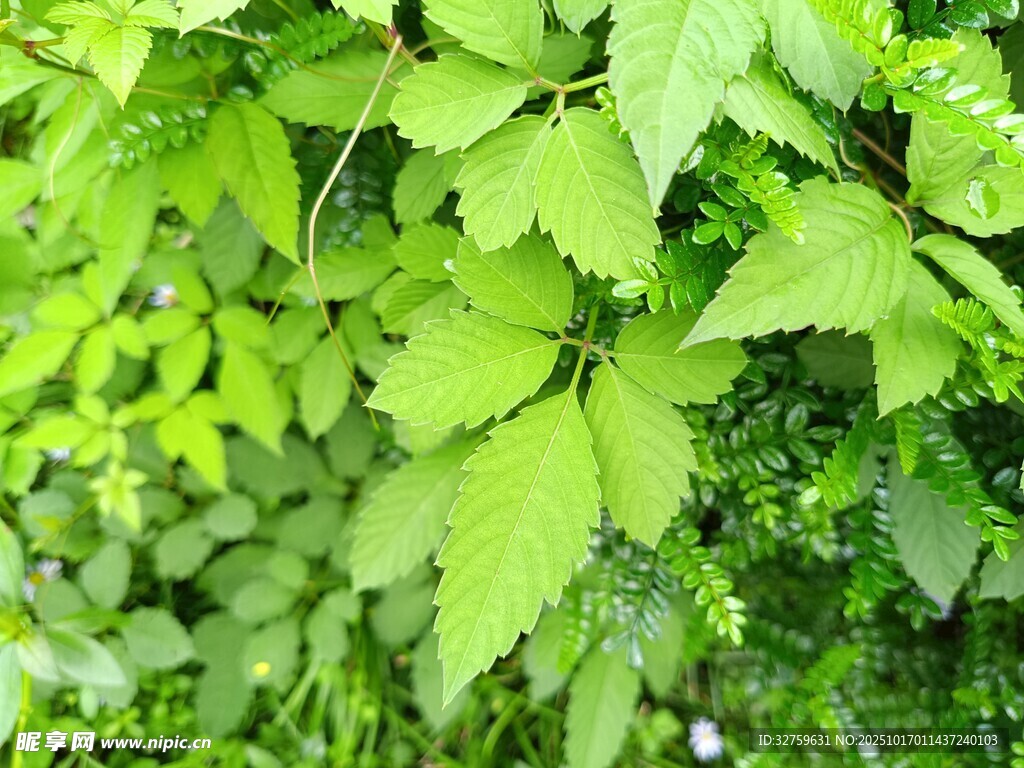 翠绿叶片展现自然生机