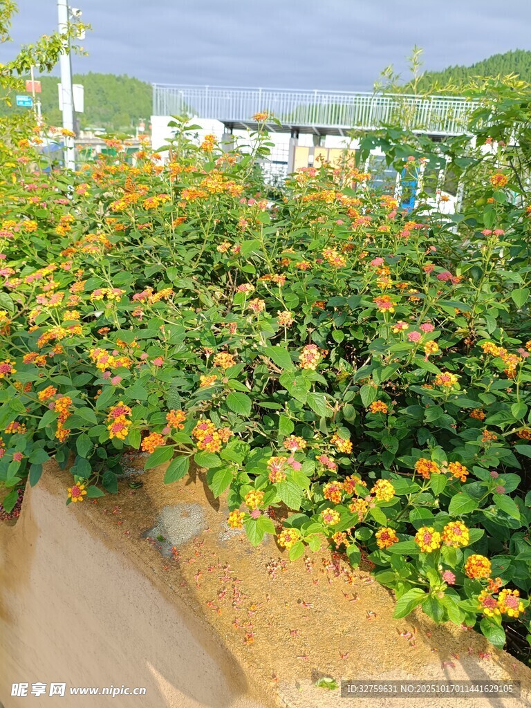 路边盛放的多彩花卉
