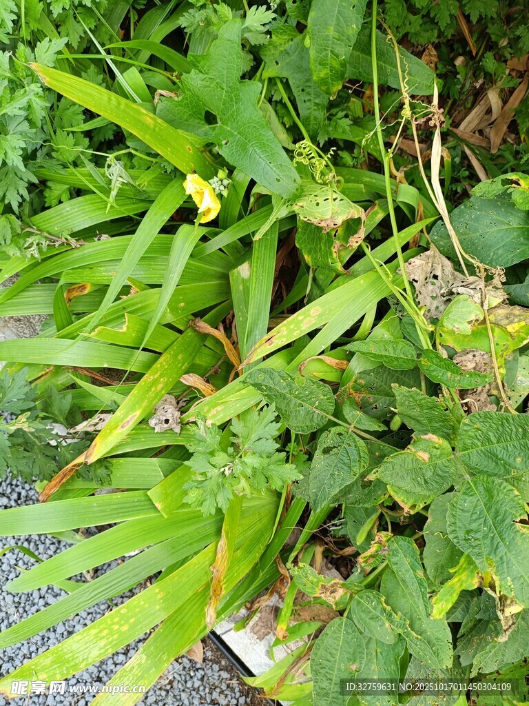 翠绿繁茂的多样植物景观