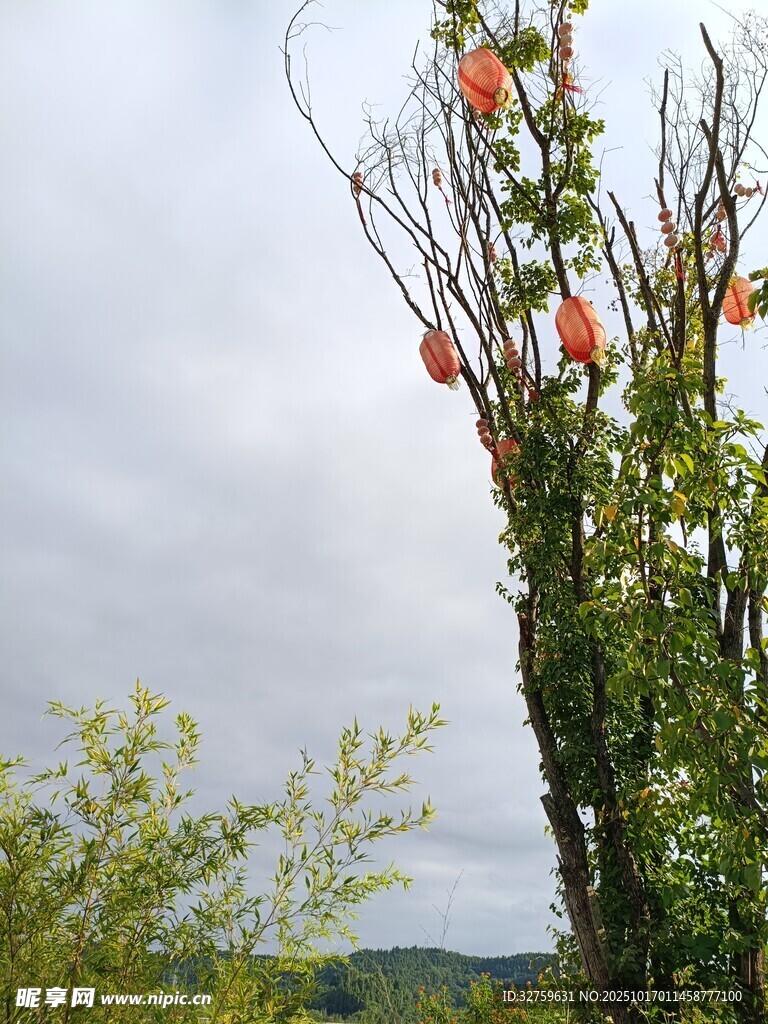 枝头绽放的艳丽花朵