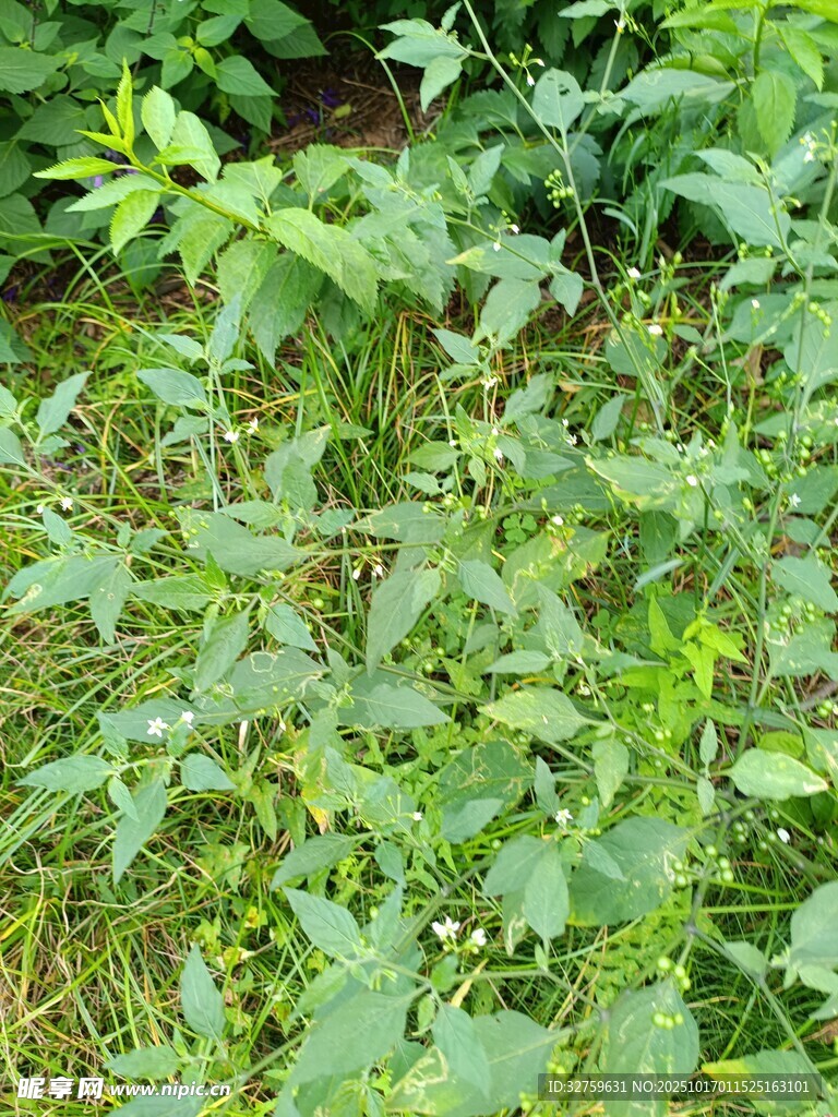 野外繁茂的绿色植物景象