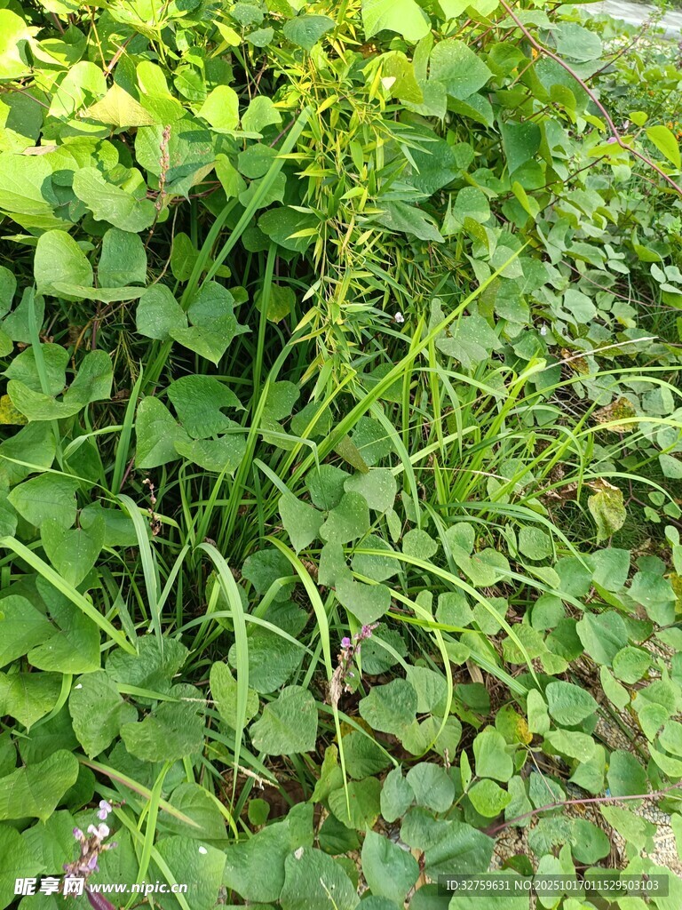 翠绿三叶草植物景观