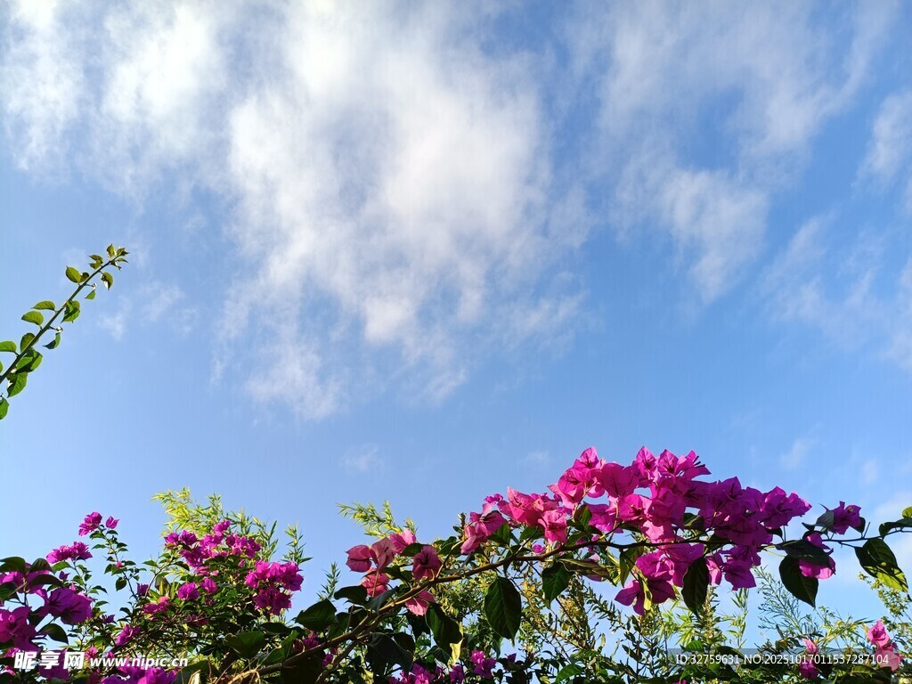 蓝天繁花