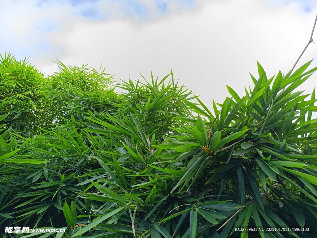 翠绿草丛 