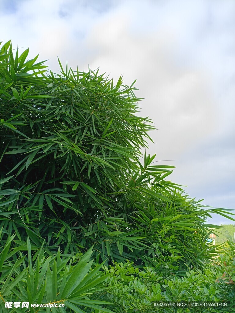 翠绿竹林 