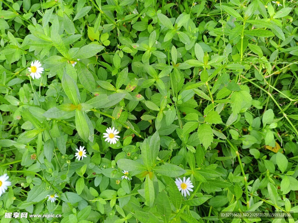 绿色草丛中的白色小花