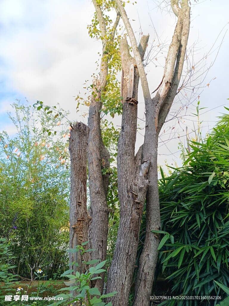 枯木挺立在绿植间