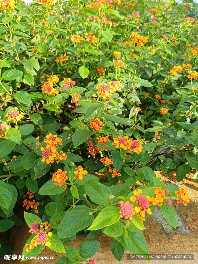 绚烂多彩的花卉植物景观