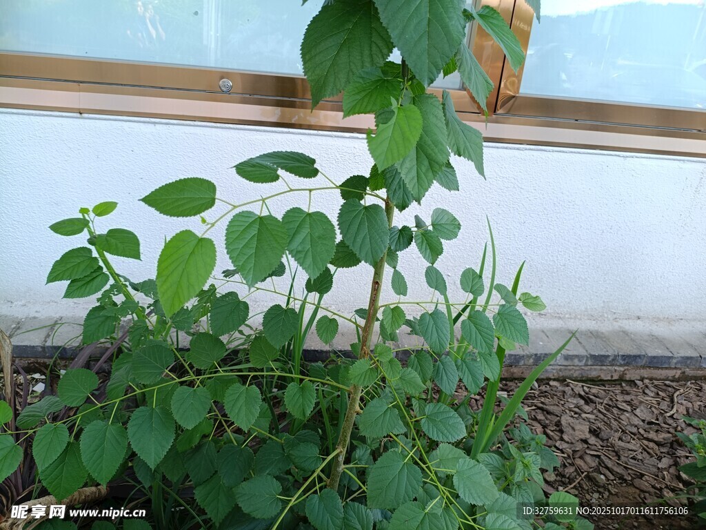 窗边生长的翠绿植物