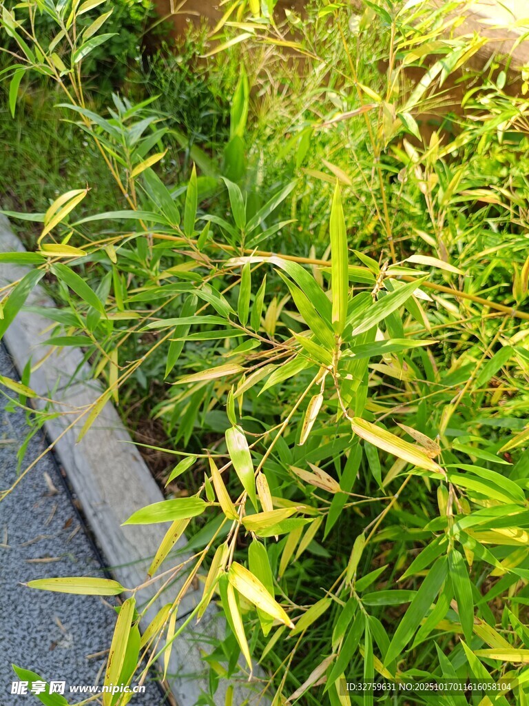 路边翠绿茂盛的野草
