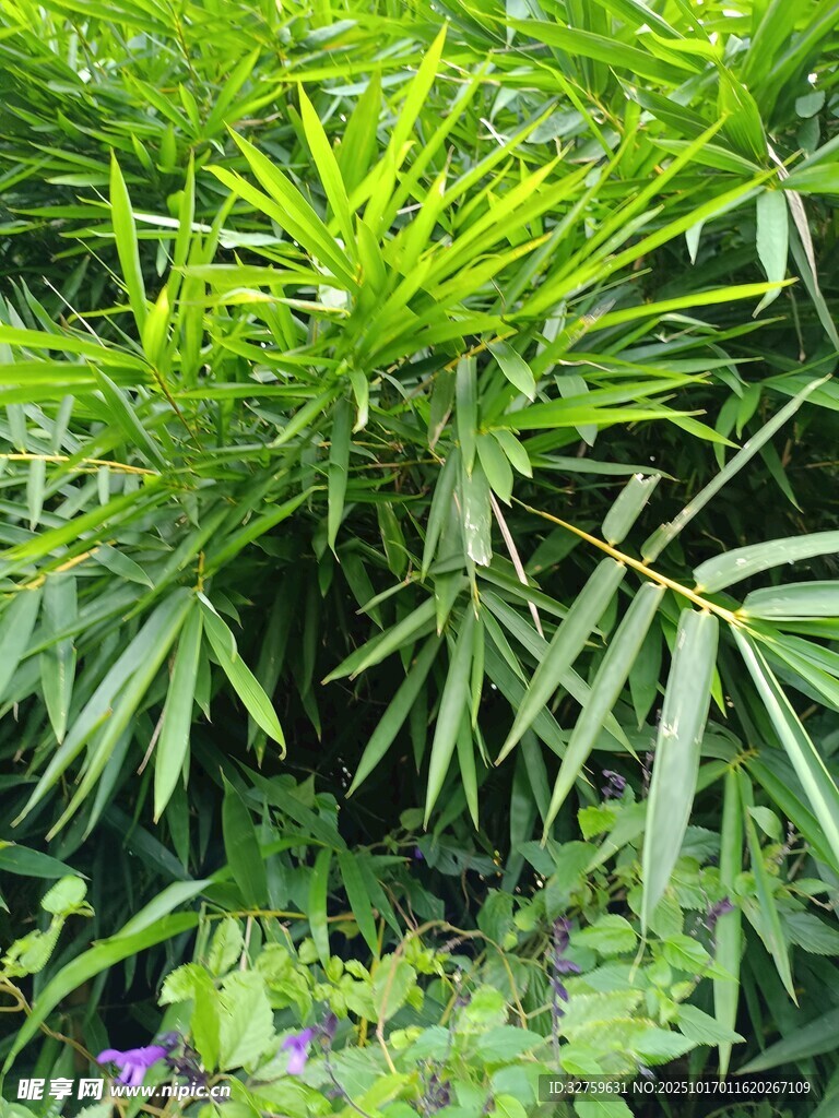 翠绿繁茂的热带植物景观