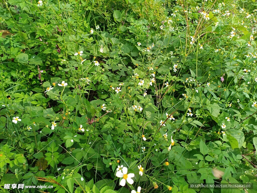 繁茂绿植中的白色小花