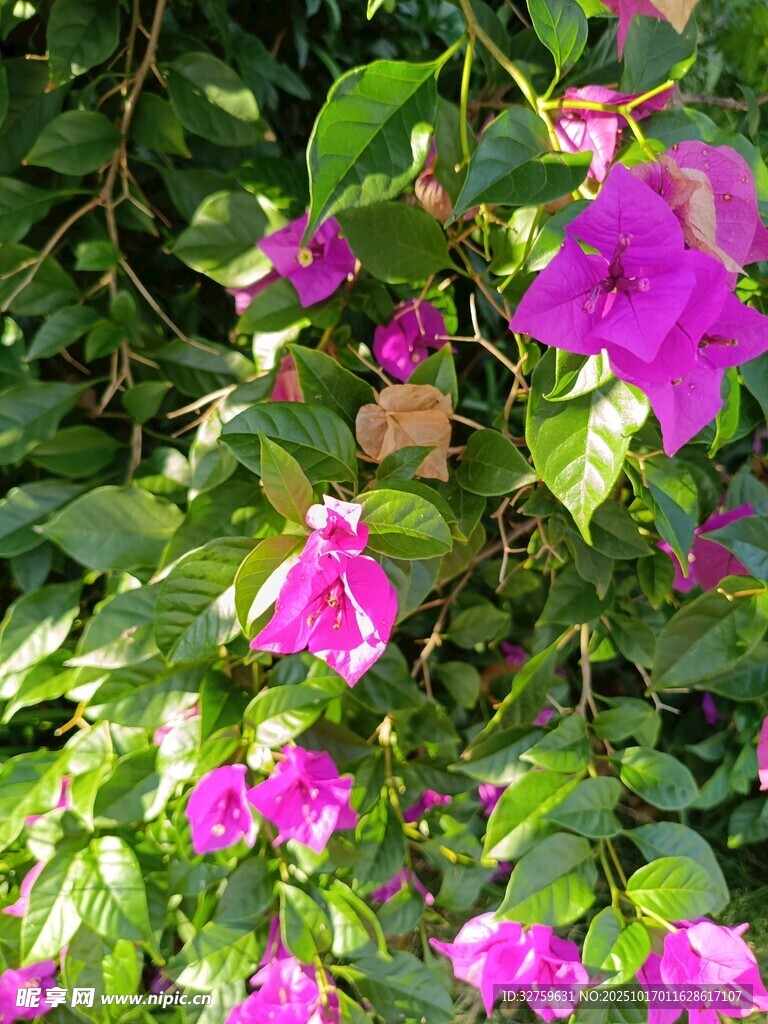娇艳紫花绽放绿叶间