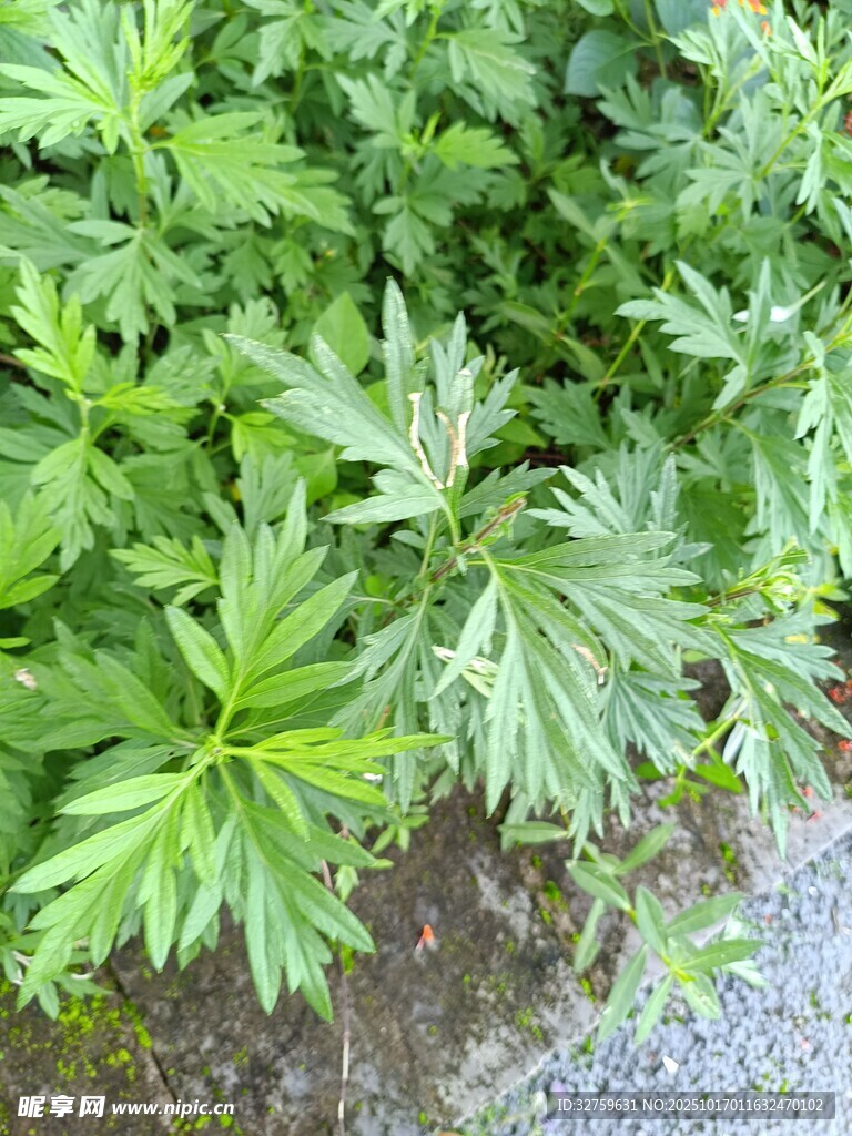 翠绿艾草植株特写