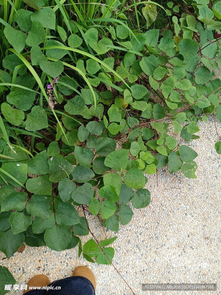 脚边的三叶草植物景观