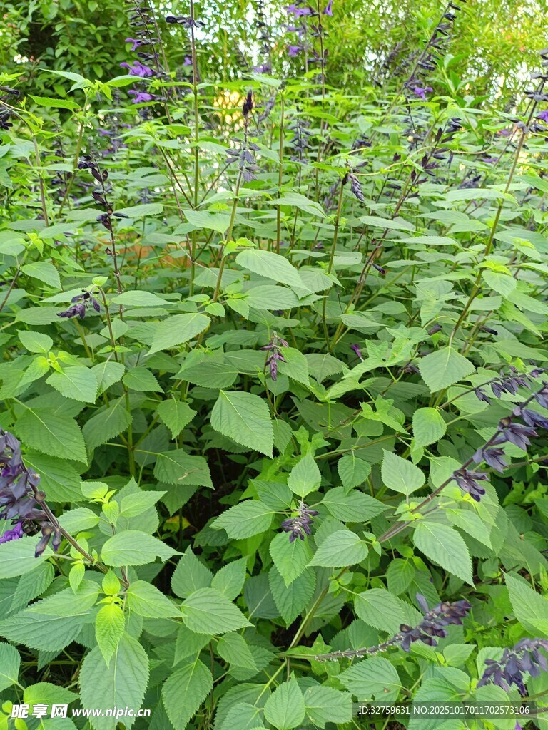 绿叶紫花的繁茂植物景观