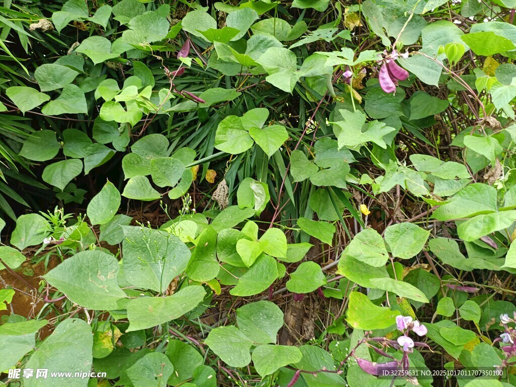 绿叶丛中的紫色小花
